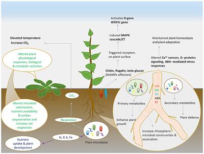 Frontiers Interference of Climate Change on Plant Microbe